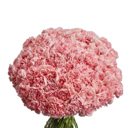 Шикарный букет из 101 розового диантуса