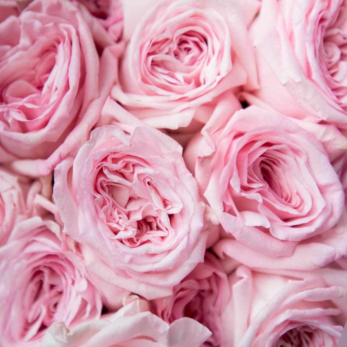 Букет из 11 Пионовидных Роз pink O’Hara