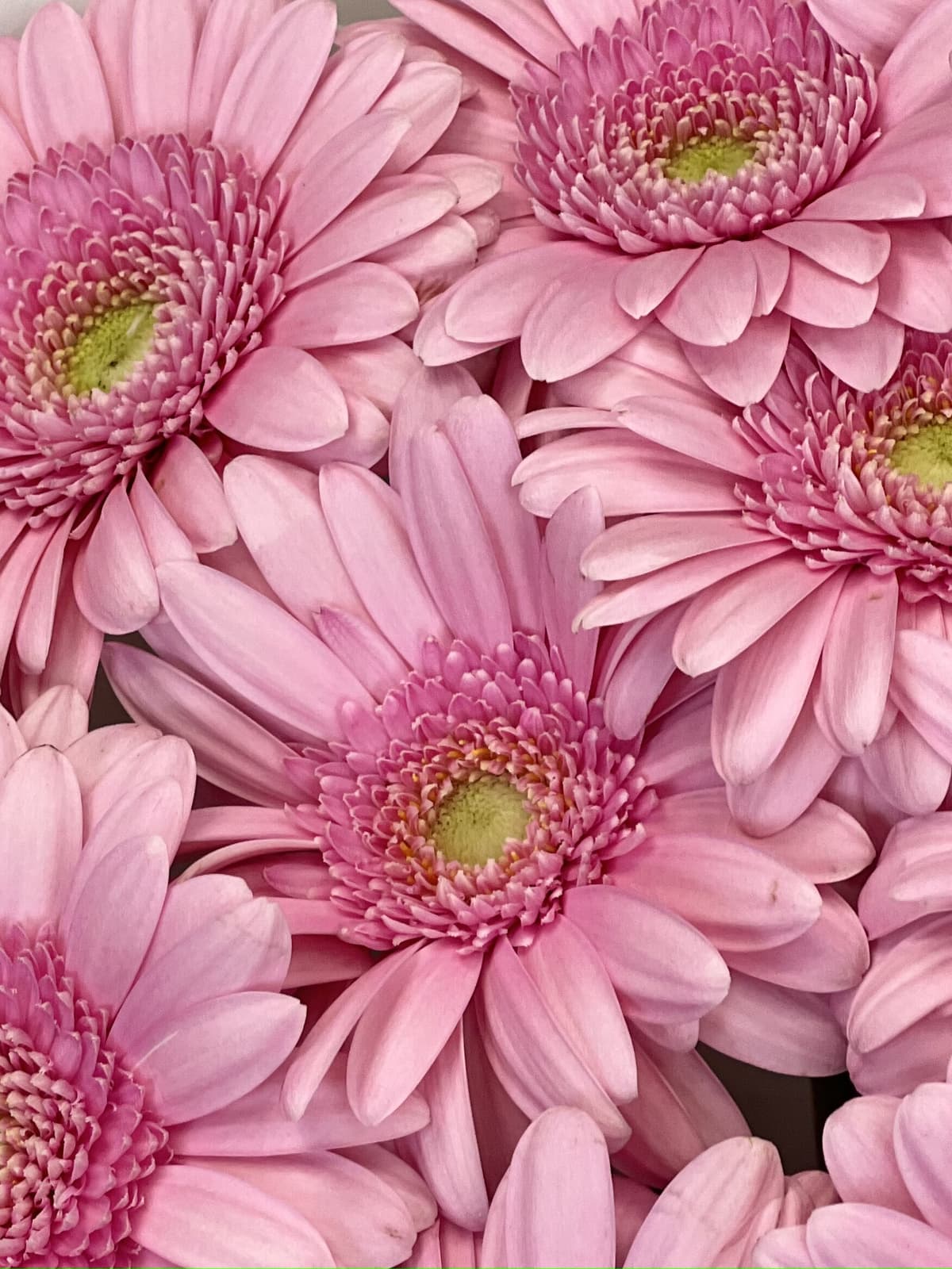 Букет из 11 розовых гермини