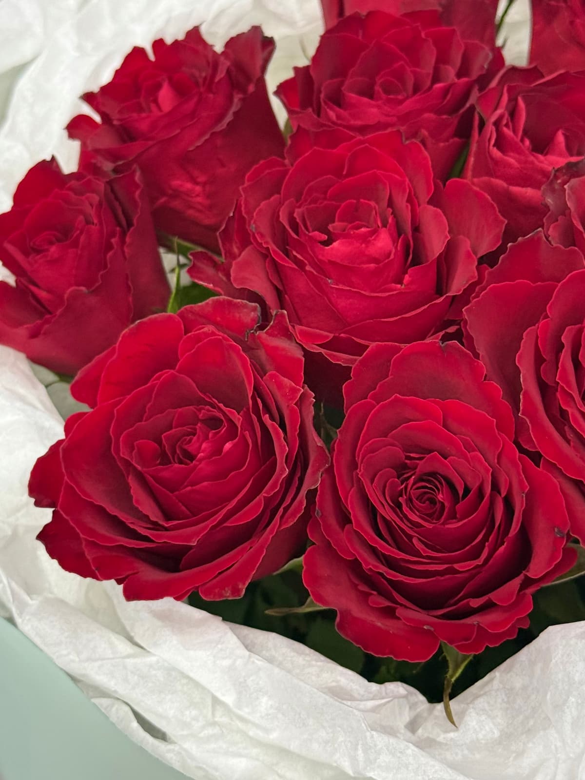 Букет из 15 красных роз Кения 35-40 см в фирменной упаковке