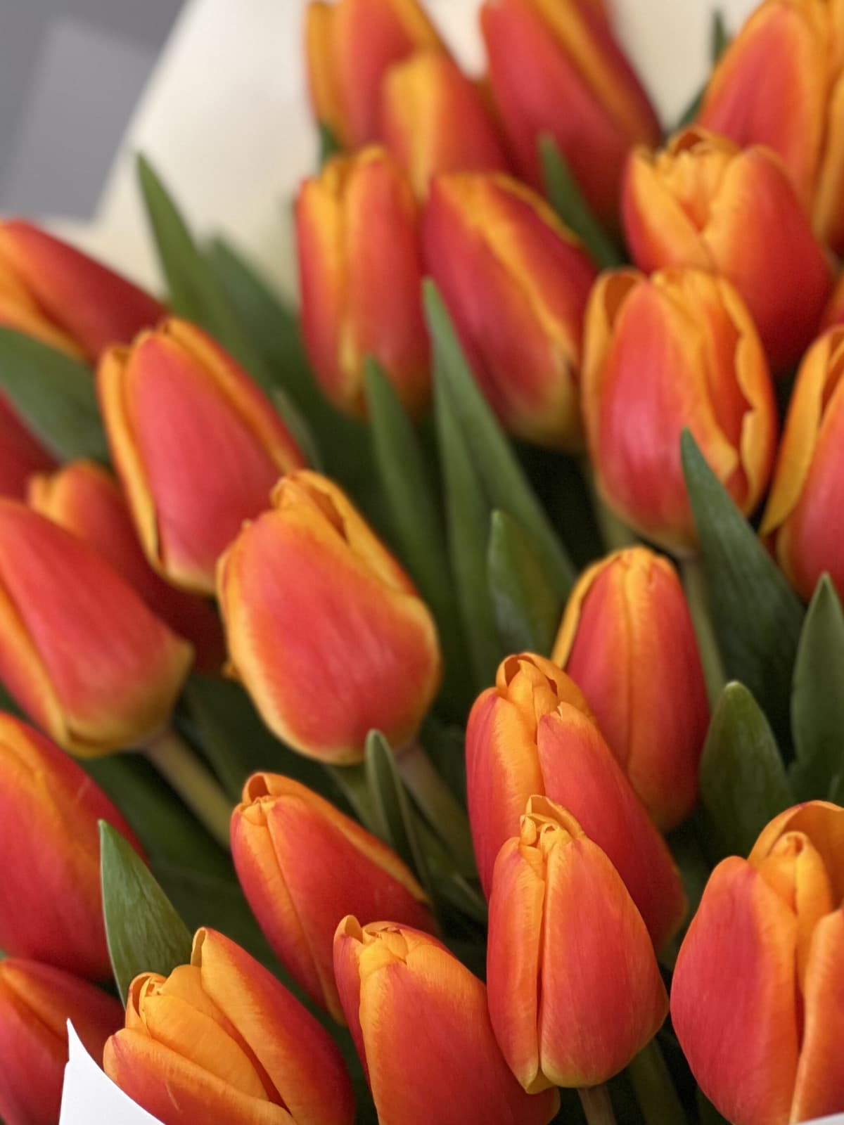 Букет из 15 оранжевых тюльпанов