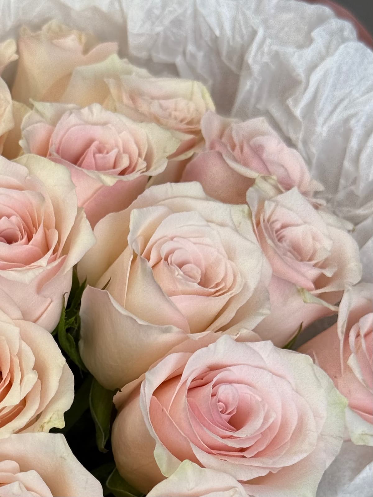 Букет из 15 розовых роз Кения 35-40 см в фирменной упаковке