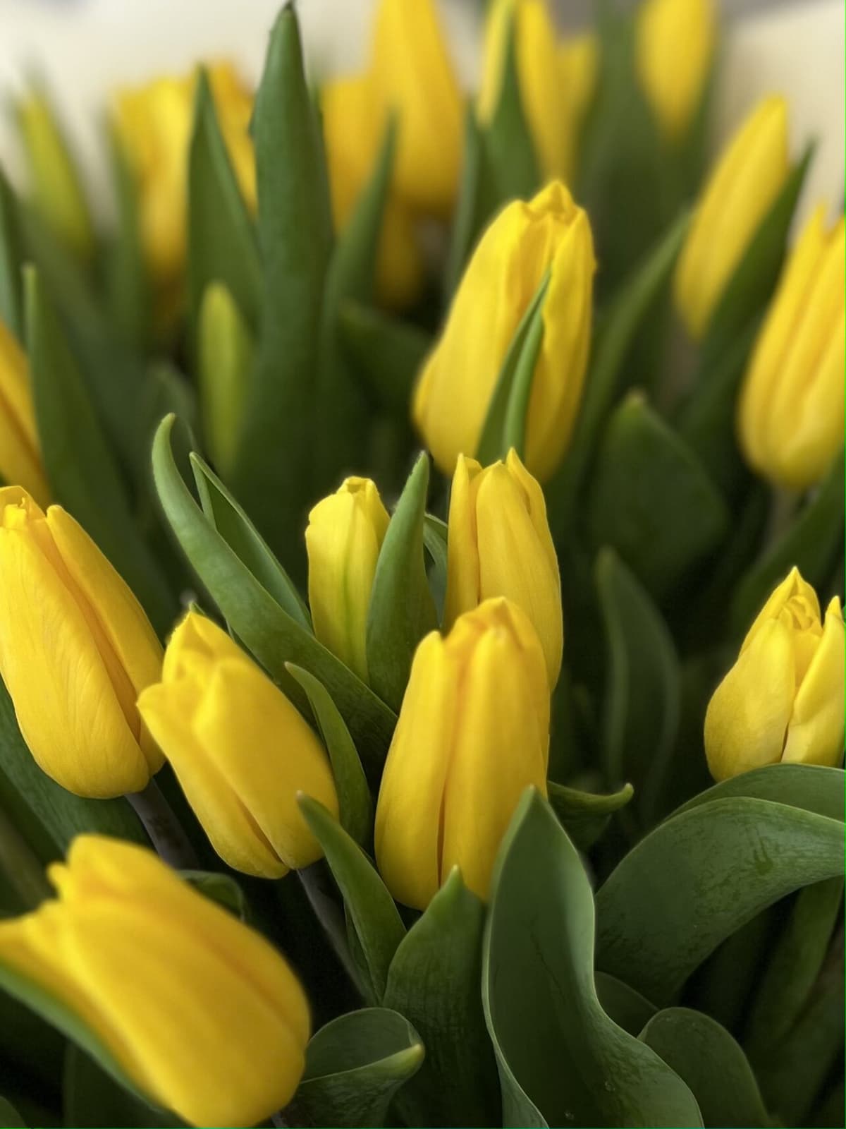 Цветочный букет из 25 желтых тюльпанов в фоамиране
