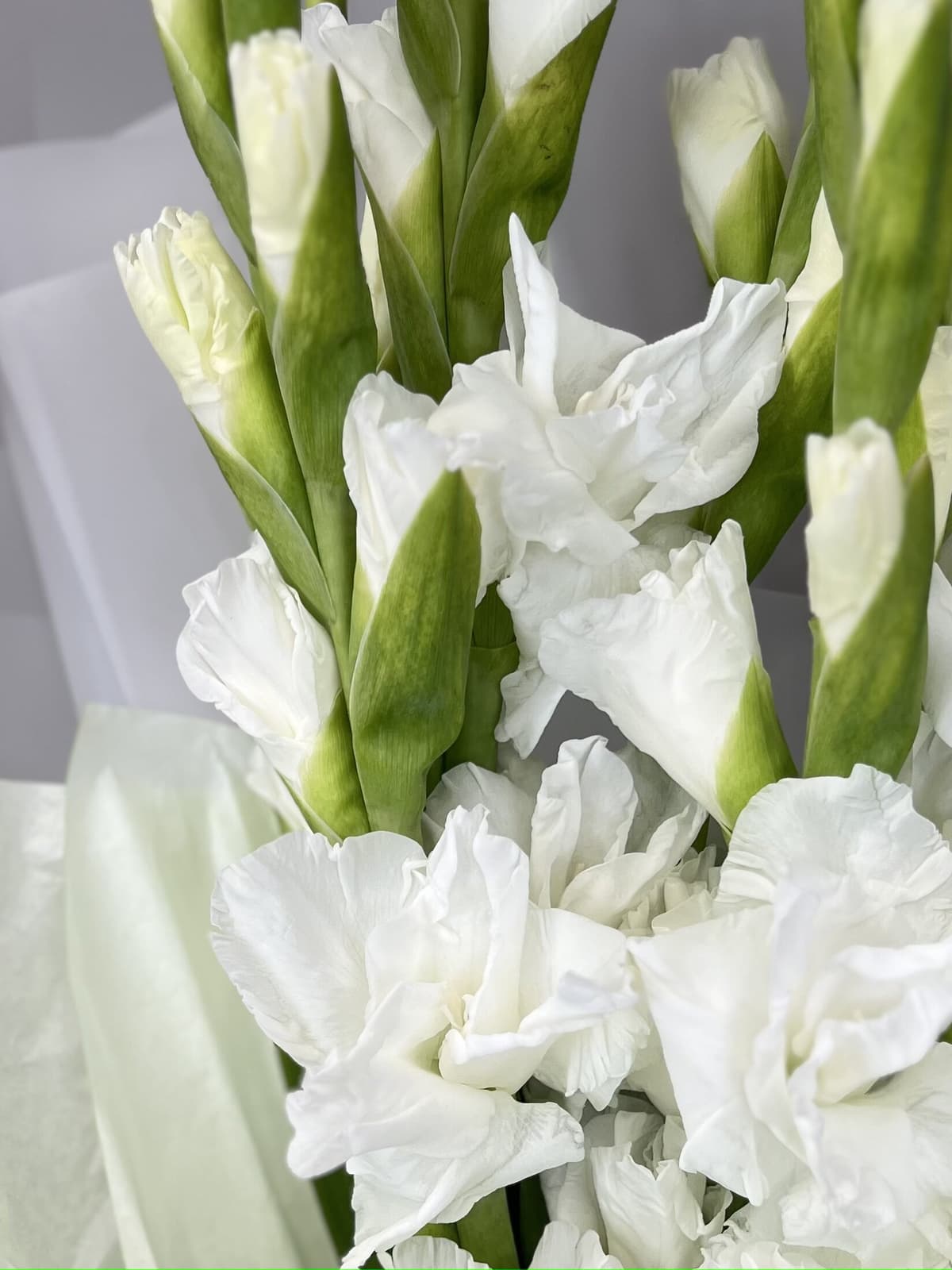 Букет из 5 Гладиолусов в матовой бумаге