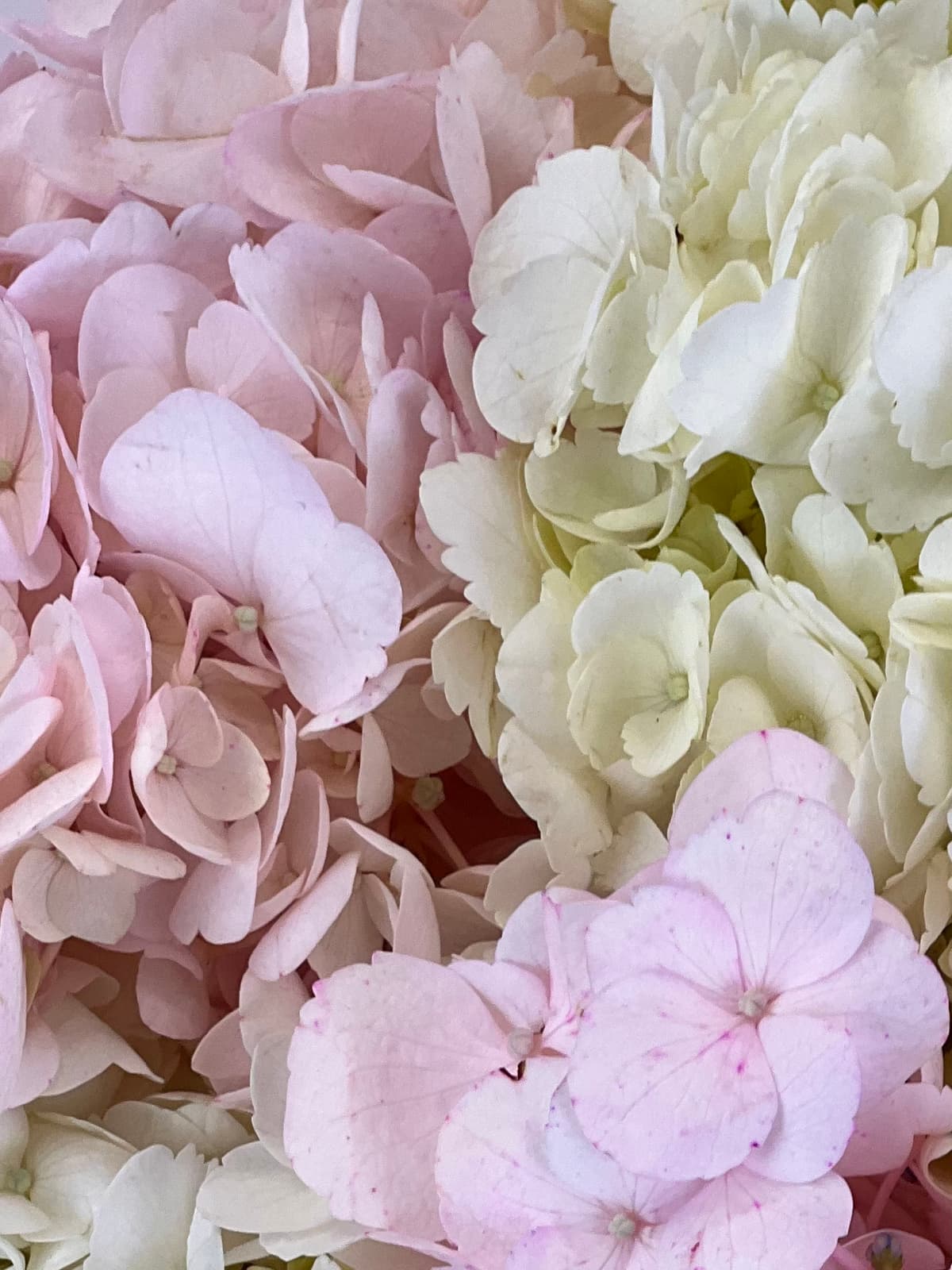 Цветочный букет из 5 гортензий "Blush"