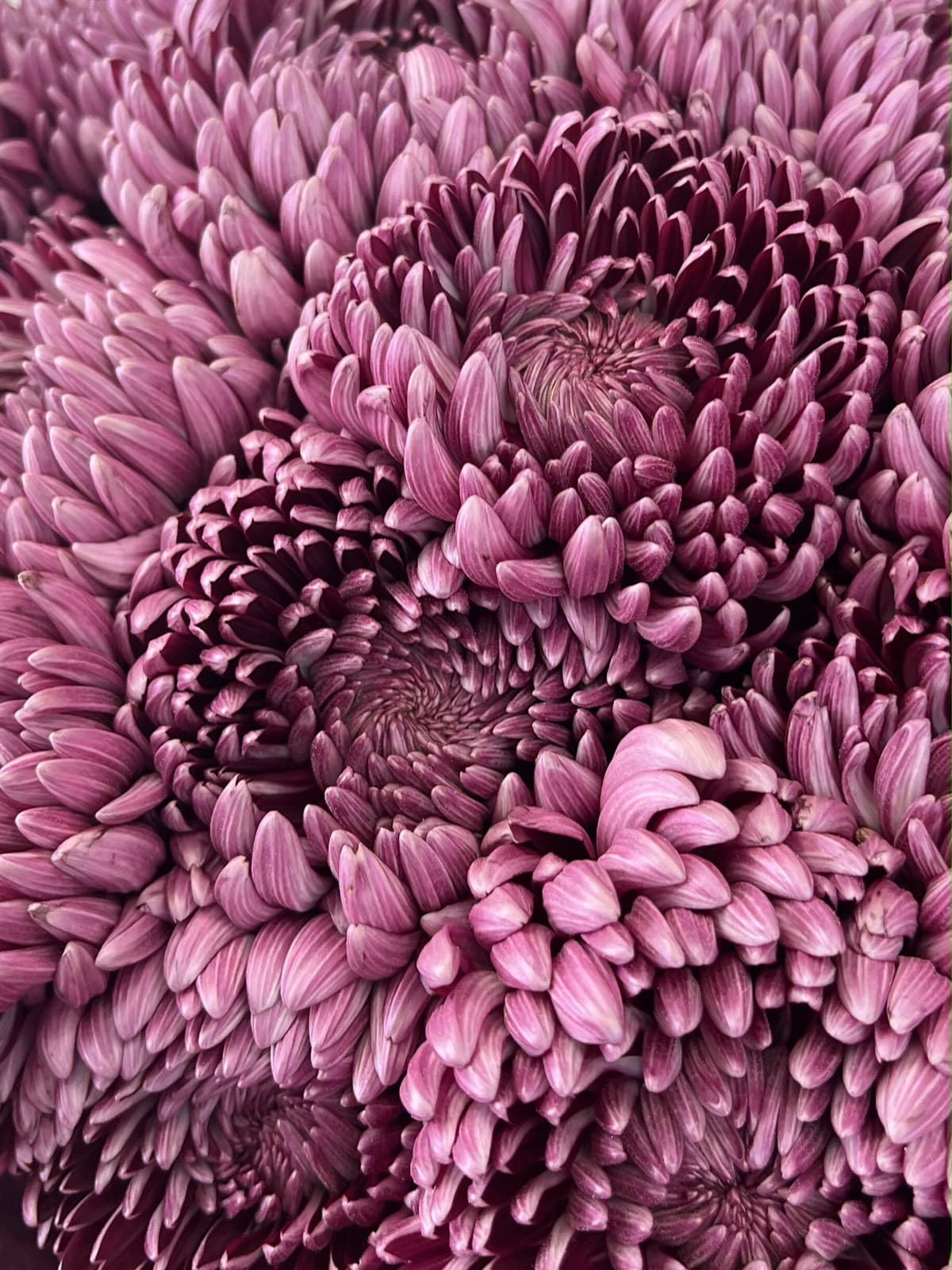 Букет из 7 фиолетовых хризантем Bigoudi