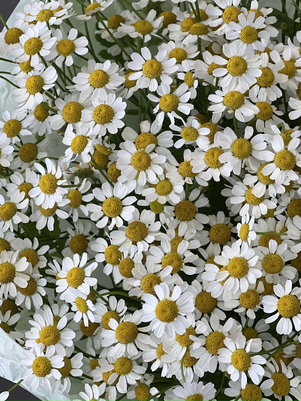 Букет из 7 полевых ромашек