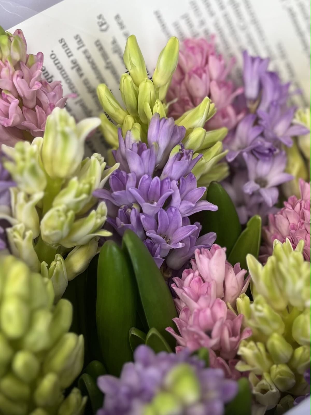 Букет из гиацинтов "Нежность" L