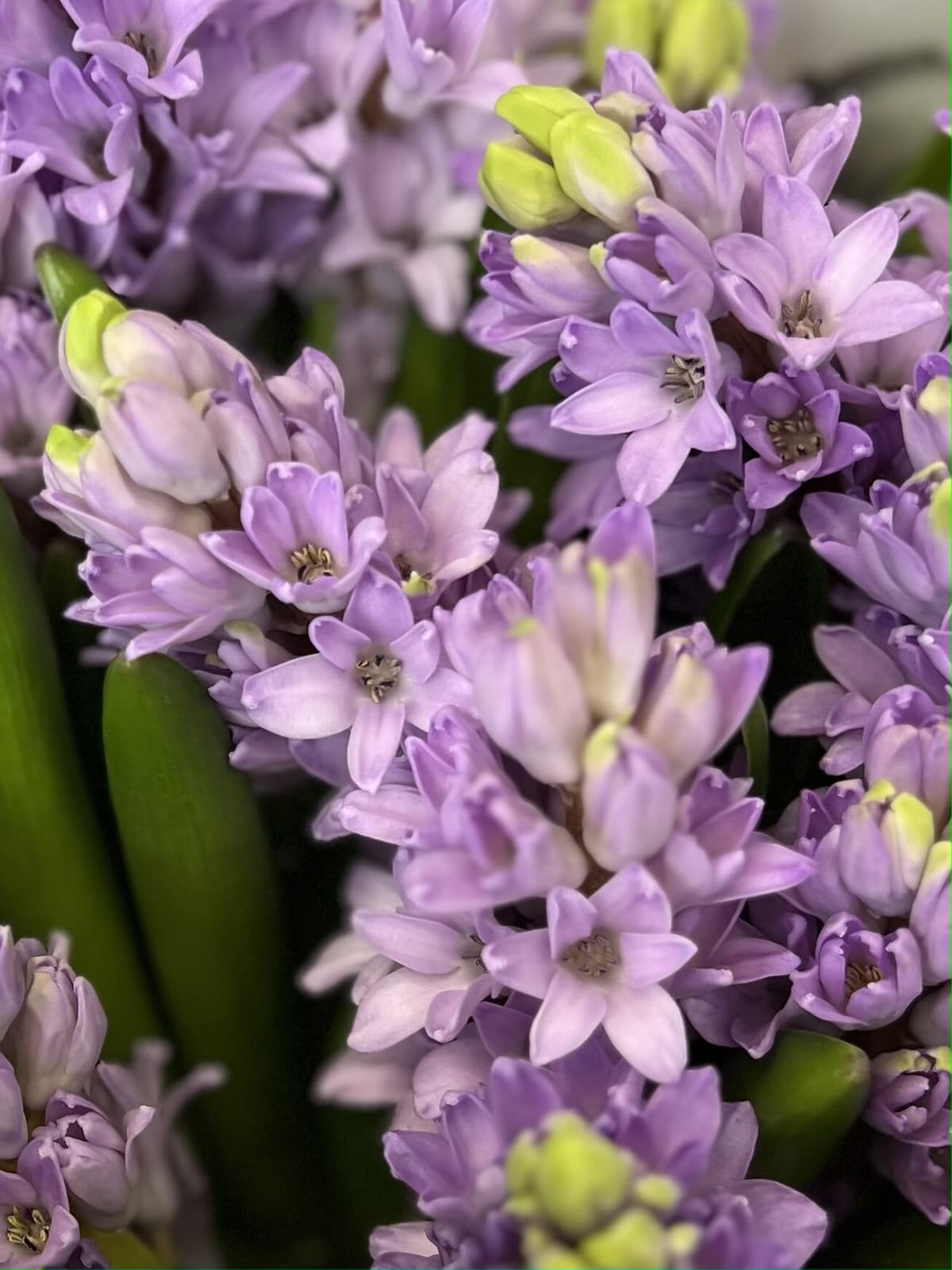 Букет из гиацинтов "Purple star" L