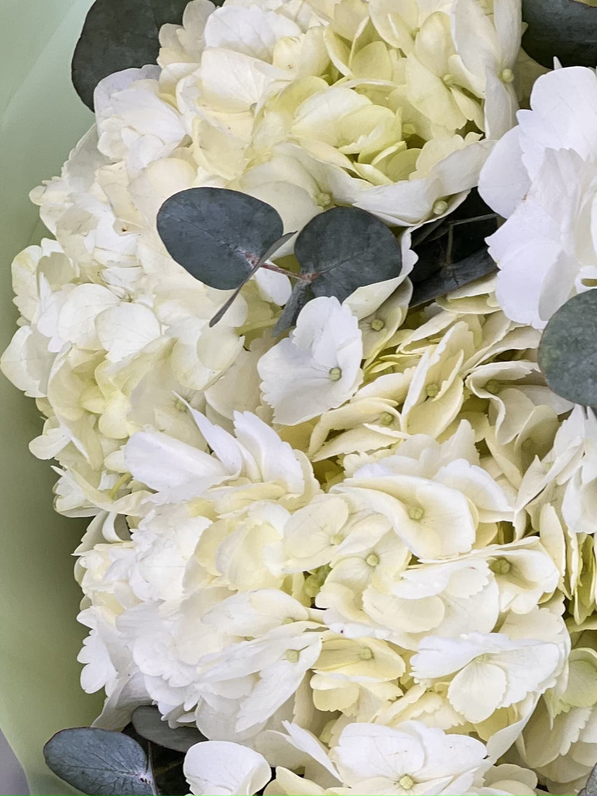 Свежий букет из гортензии "Olive"