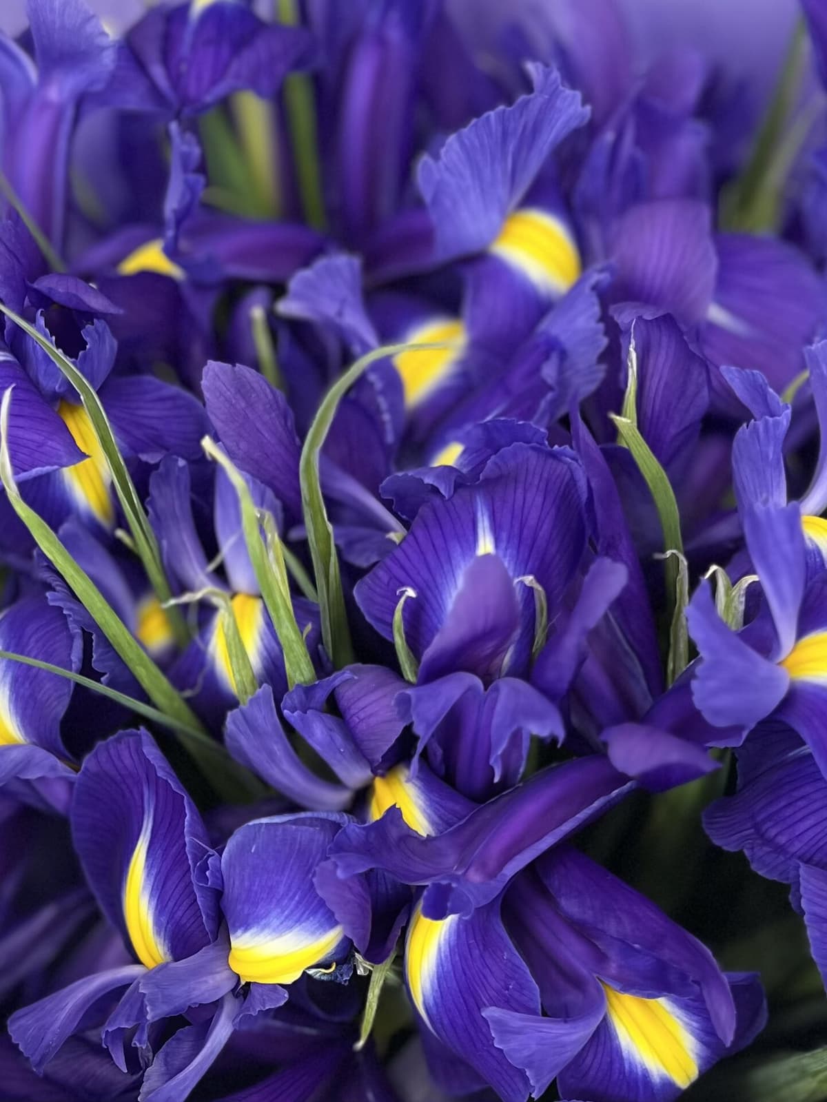 Красивый букет из ирисов "Blue Magic" S