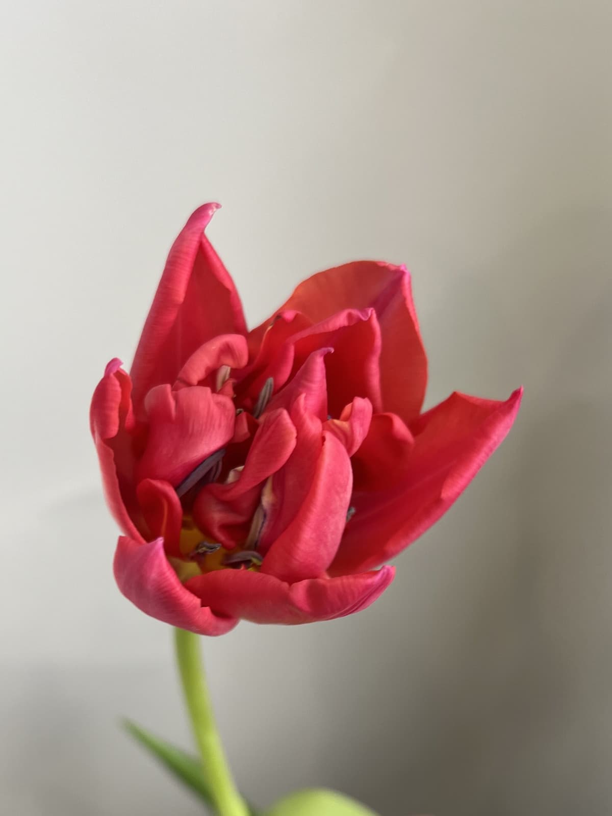 Букет из пионовидных тюльпанов "Raspberry" M