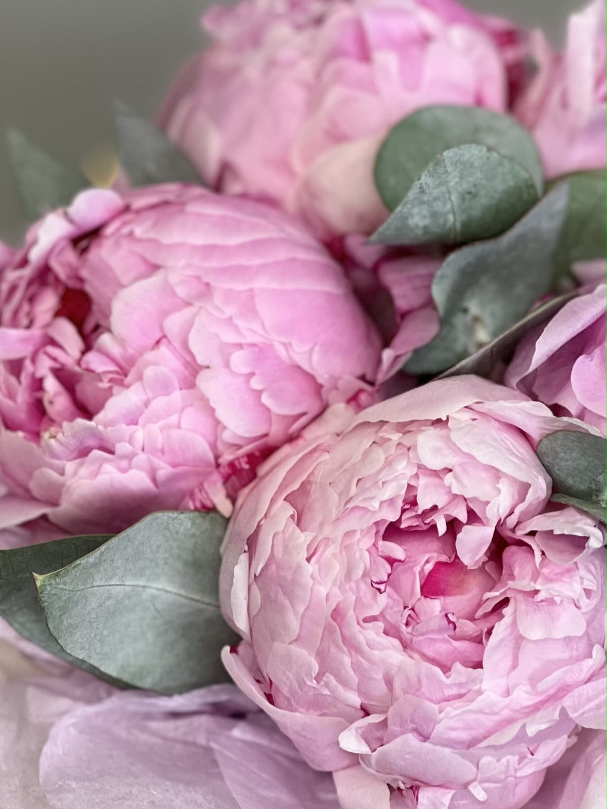 Композиция из 5 пионов Sarah Bernhardt в шляпной коробке