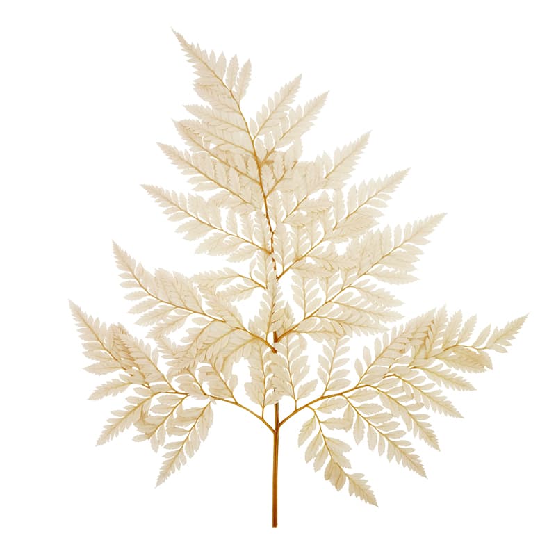 Лист папоротника стабилизированный , кофейный