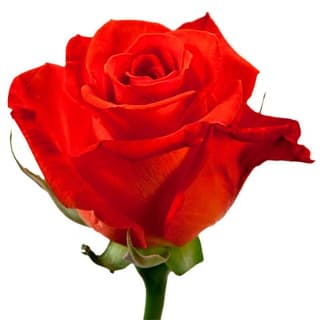 Роза алая 100 см по акции от 25 шт