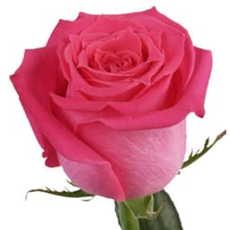 Роза фуксия 90 см по акции от 51 шт