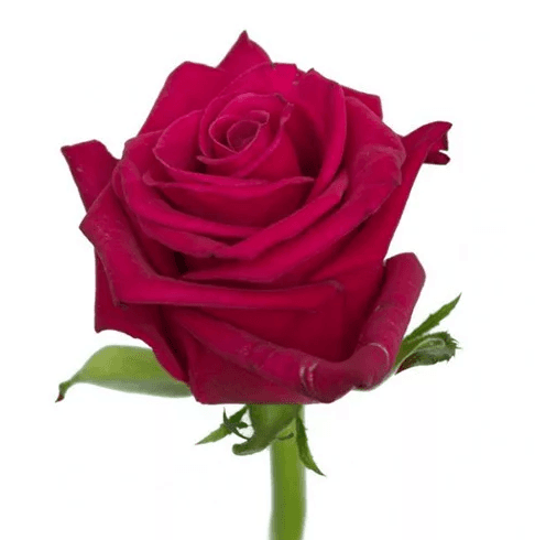Роза фуксия Россия 60 см по акции от 11 шт