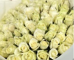 Роза Кения белая 35-40 см по акции от 25 шт