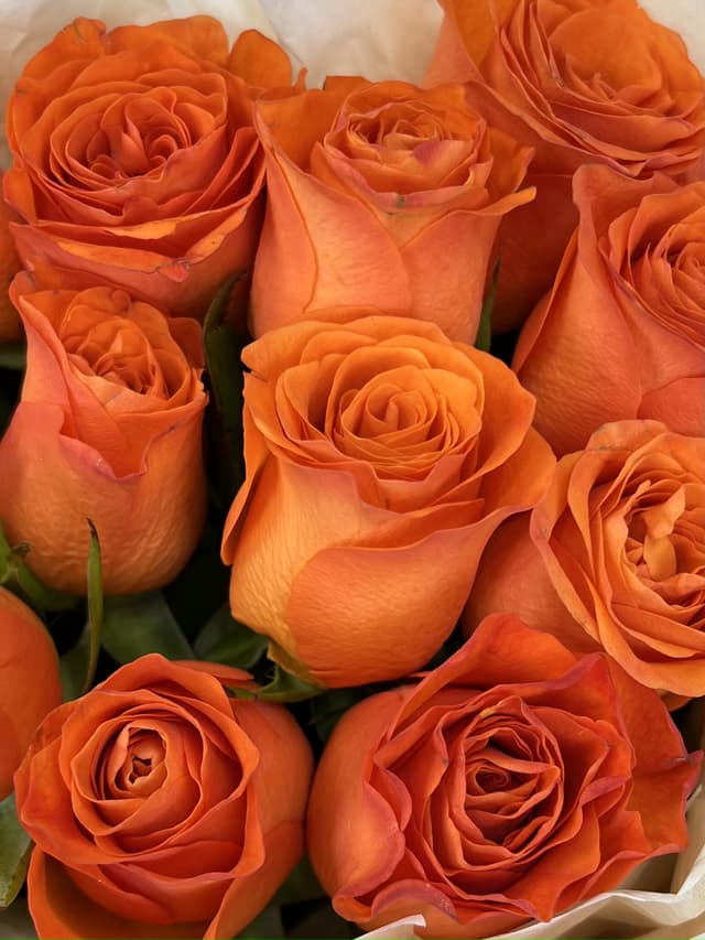 Роза Кения оранжевая 35-40 см Роза Кения оранжевая 35-40 см