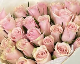 Роза Кения розовая 35-40 см по акции от 25 шт