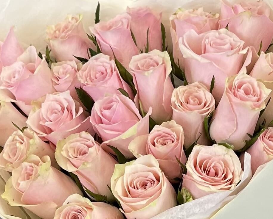 Роза Кения розовая 35-40 см по акции от 51 шт