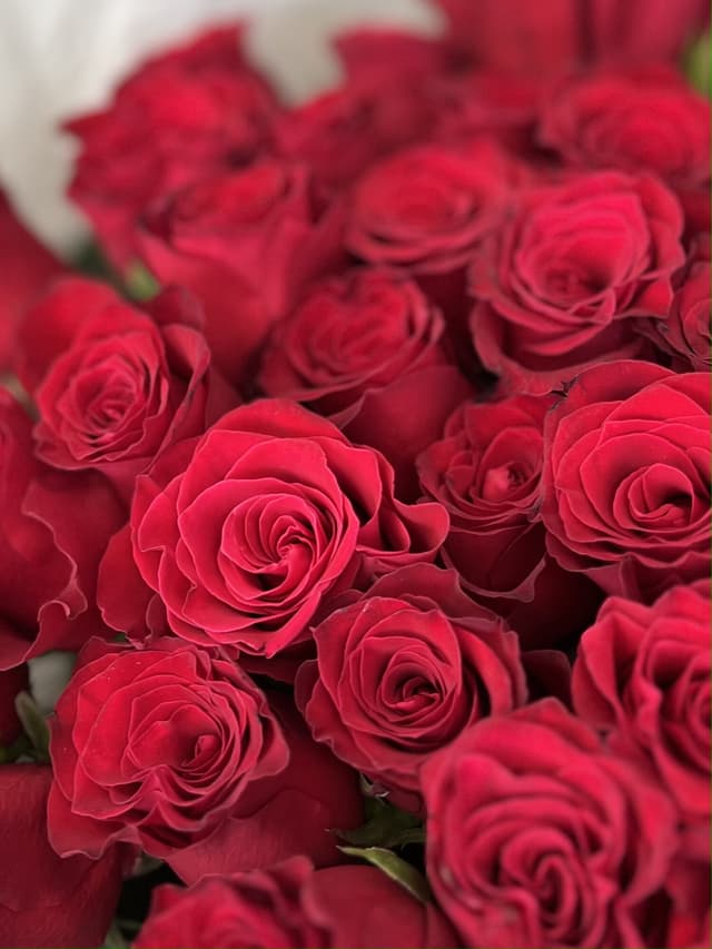 Роза красная стандарт 50 см по акции от 25 шт Роза красная стандарт 50 см по акции от 25 шт