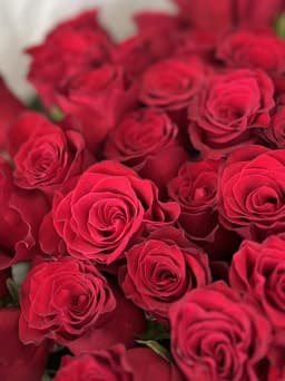 Роза красная стандарт 50 см по акции от 51 шт