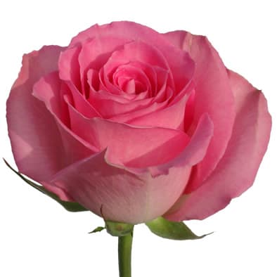 Роза розовая 60 см по акции от 101 шт Роза розовая 60 см по акции от 101 шт