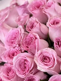 Роза розовая стандарт 50 см