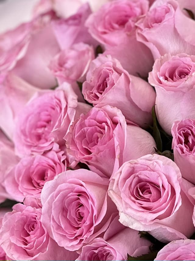 Роза розовая стандарт 50 см Роза розовая стандарт 50 см