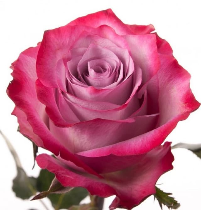 Роза сиреневая Россия 50 см по акции от 25 шт Роза сиреневая Россия 50 см по акции от 25 шт