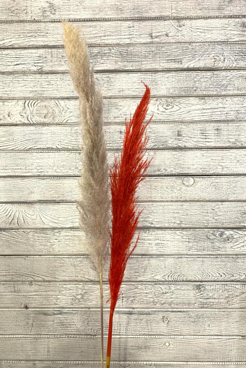 Сухоцвет: Кортадерия цветная