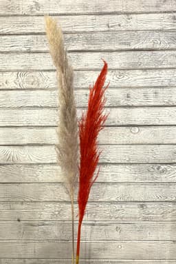 Сухоцвет: Кортадерия цветная