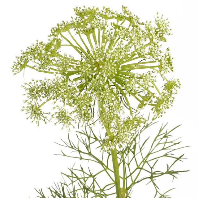 Зелень: Амми Зелень: Амми