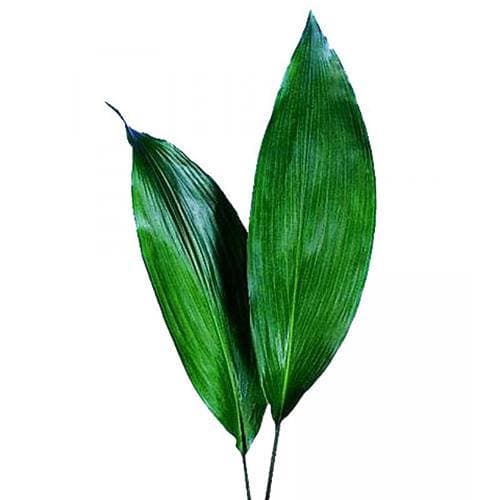 Зелень: Аспидистра Зелень: Аспидистра