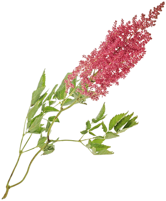 Зелень: Астильба