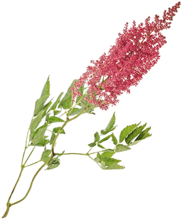 Зелень: Астильба