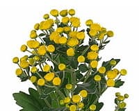 Зелень: Аяния Зелень: Аяния