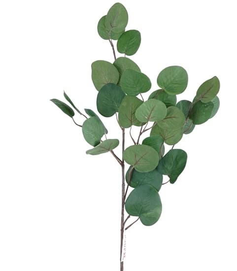 Зелень: Эвкалипт популус Зелень: Эвкалипт популус