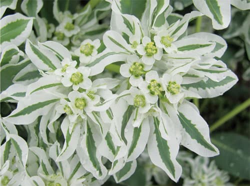 Зелень: Молочай местный приход Зелень: Молочай местный приход