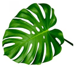 Зелень: Монстера