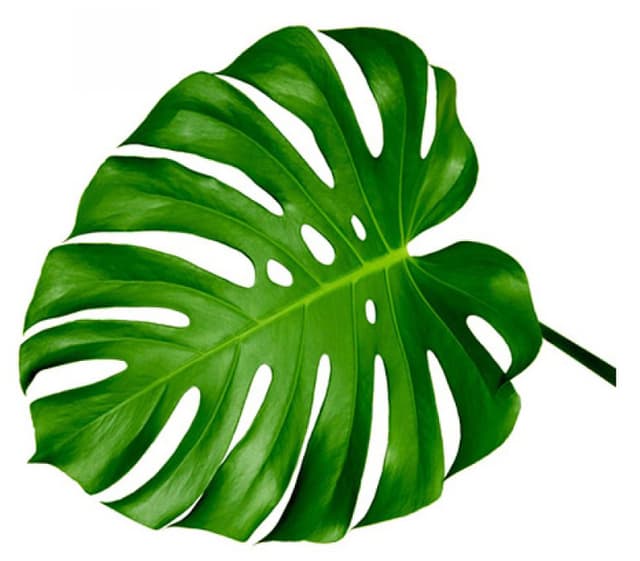 Зелень: Монстера Зелень: Монстера