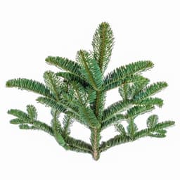 Зелень: Нобилис декоративный