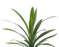 Зелень: Панданус