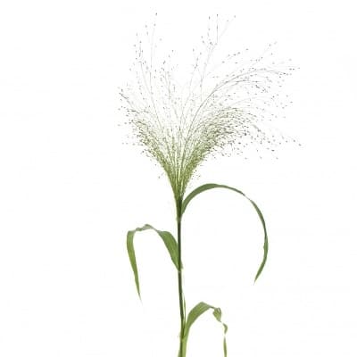 Зелень: Паникум