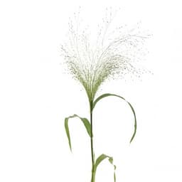 Зелень: Паникум