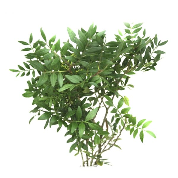 Зелень: Писташ Зелень: Писташ