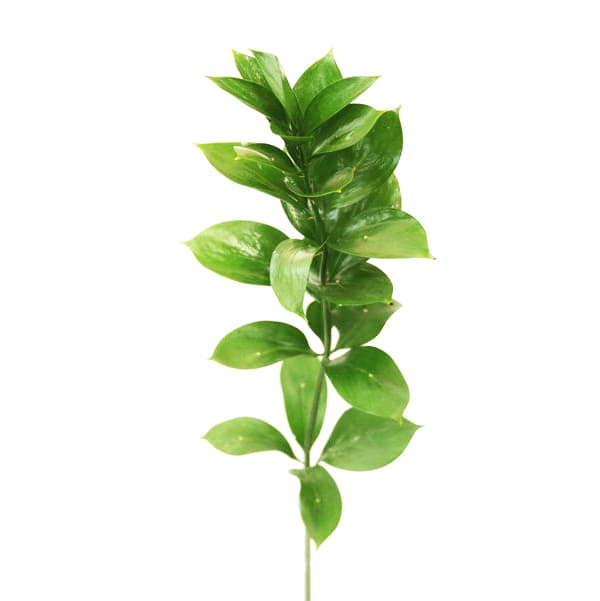 Зелень: Рускус