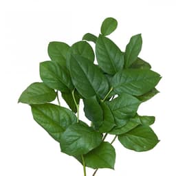 Зелень: Салал