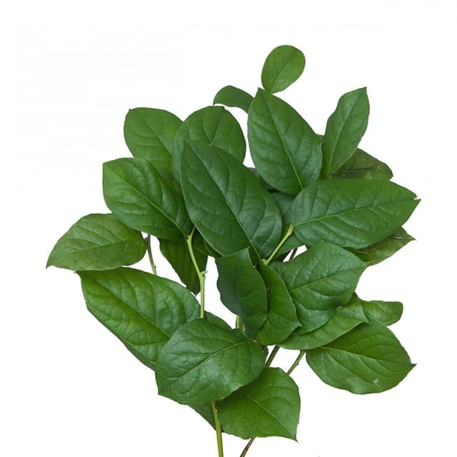 Зелень: Салал Зелень: Салал